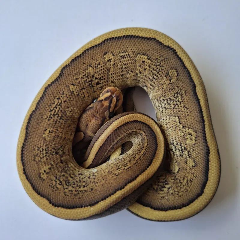 Redstripe Cypress Yellowbelly/Specter het Hypo ph Clown