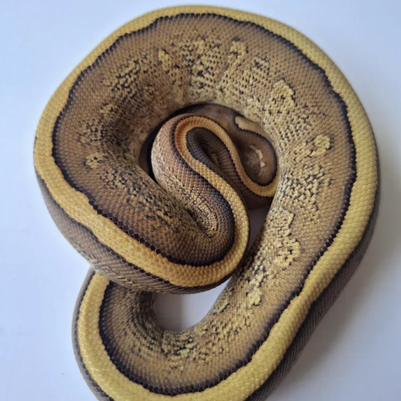 Redstripe Cypress Yellowbelly/Specter het Hypo ph Clown