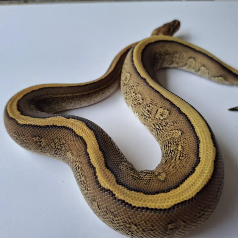 Redstripe Cypress Yellowbelly/Specter het Hypo ph Clown