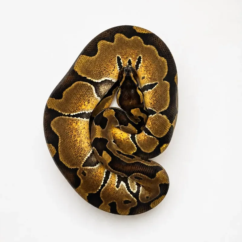 Enchi