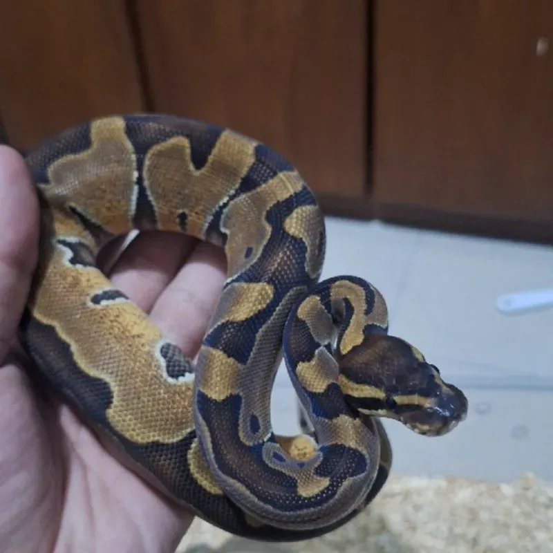 Enchi
