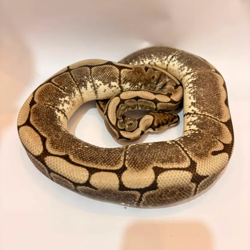 Spider Axanthic VPI