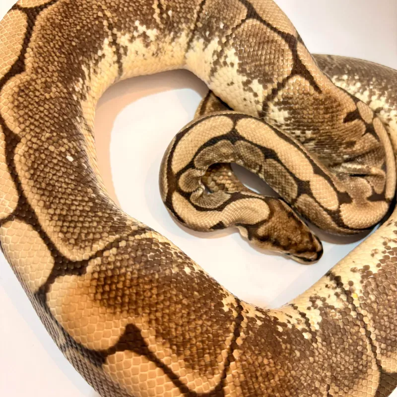 Spider Axanthic VPI
