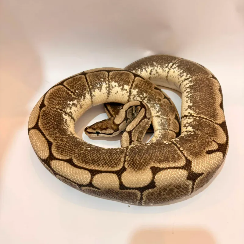 Spider Axanthic VPI