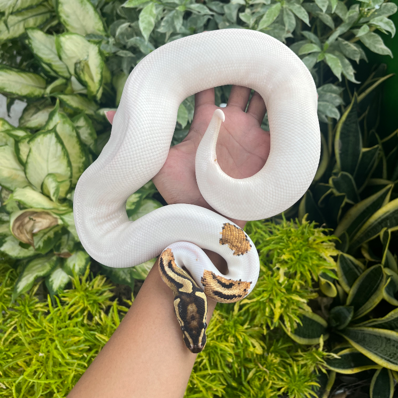 OD Yb Pied High White