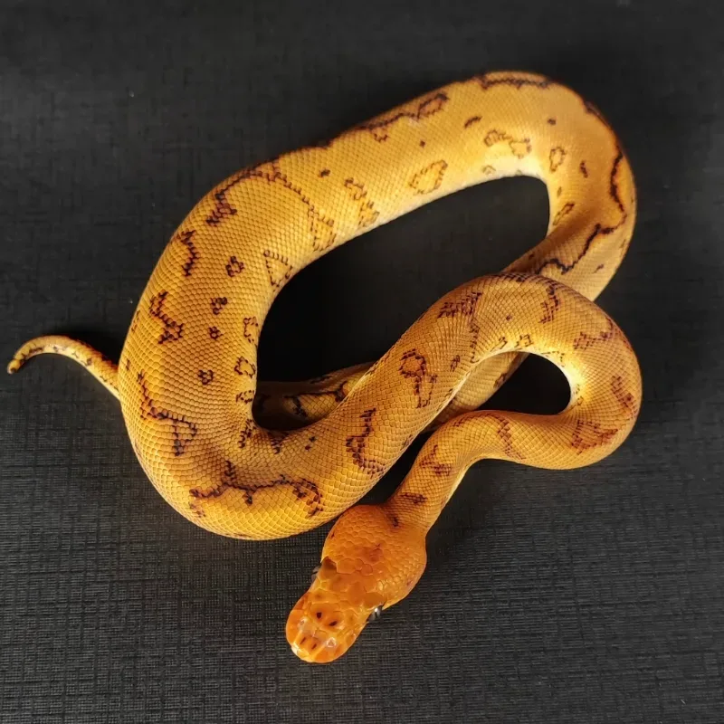 Pinstripe YB Clown Pos SN RS