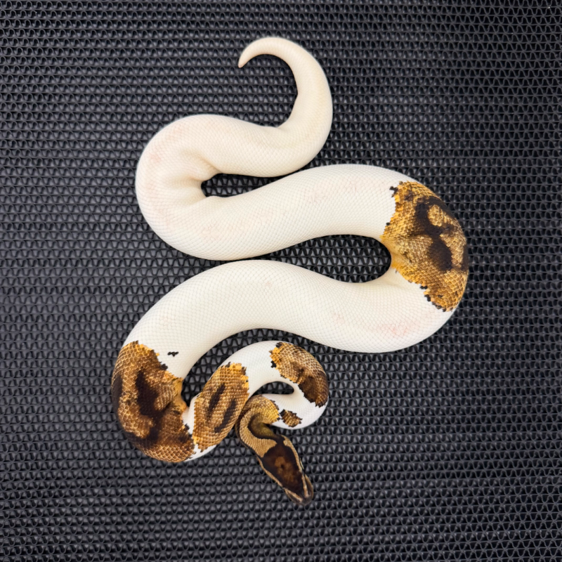 Pied 66% Het Albino
