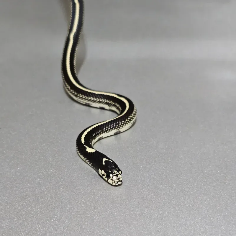 Stripe Het Albino