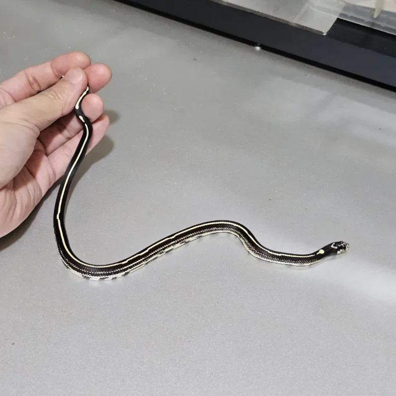 Stripe Het Albino 3