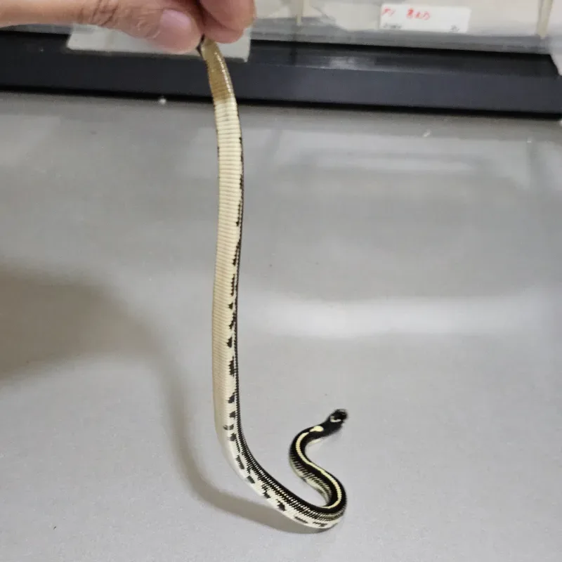 Stripe Het Albino 4