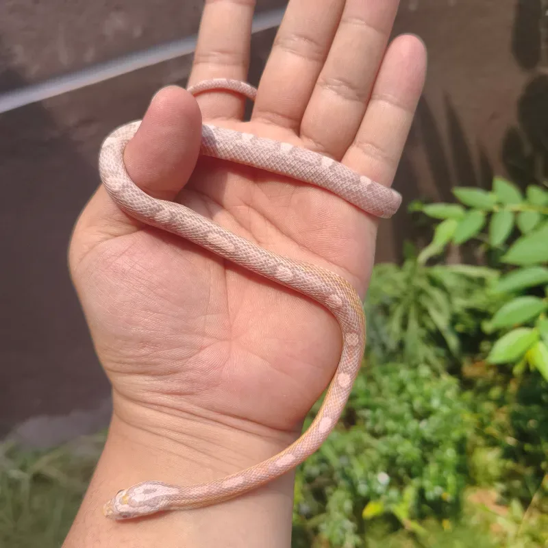 Ultramel Ghost Motley