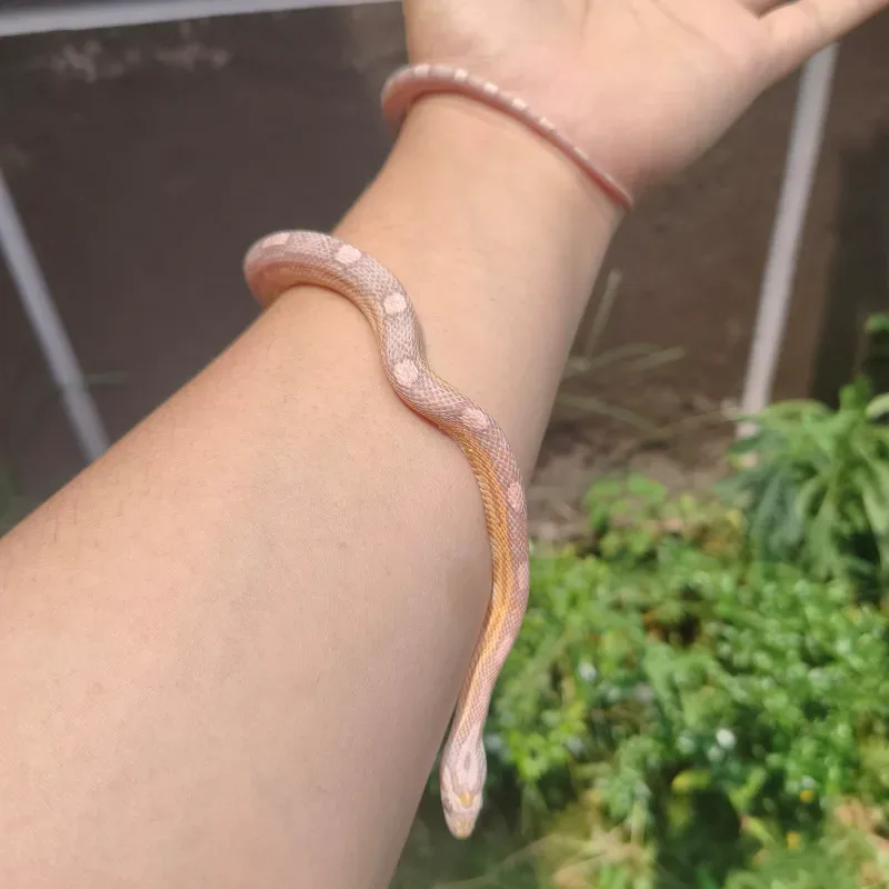 Ultramel Ghost Motley