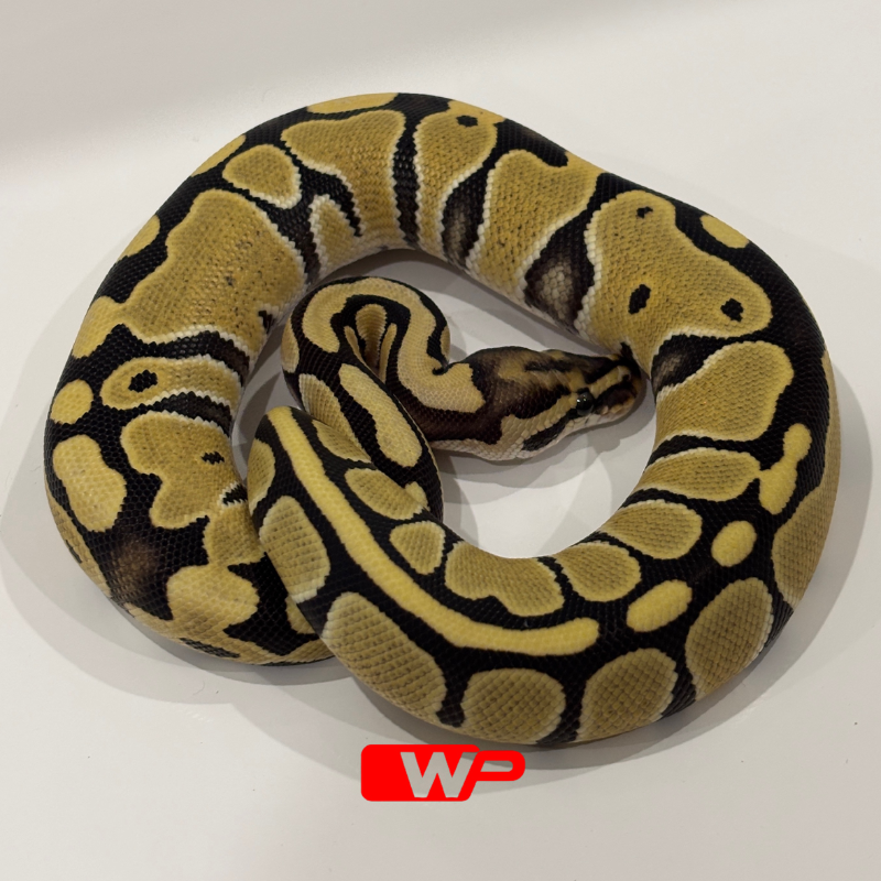 F/ Desert Ghost Het Clown