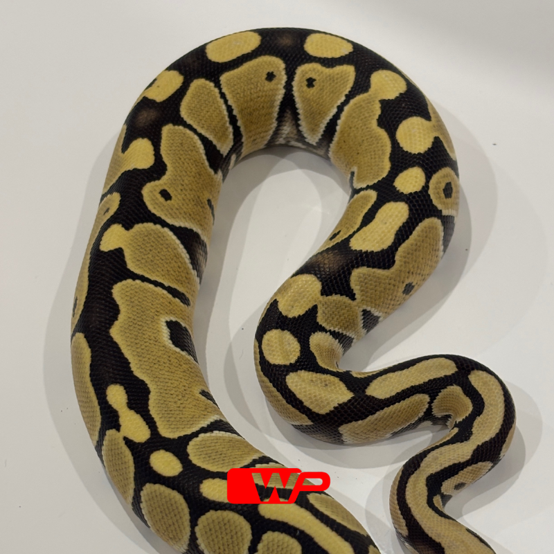 F/ Desert Ghost Het Clown