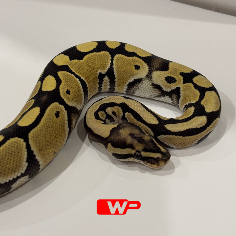 F/ Desert Ghost Het Clown