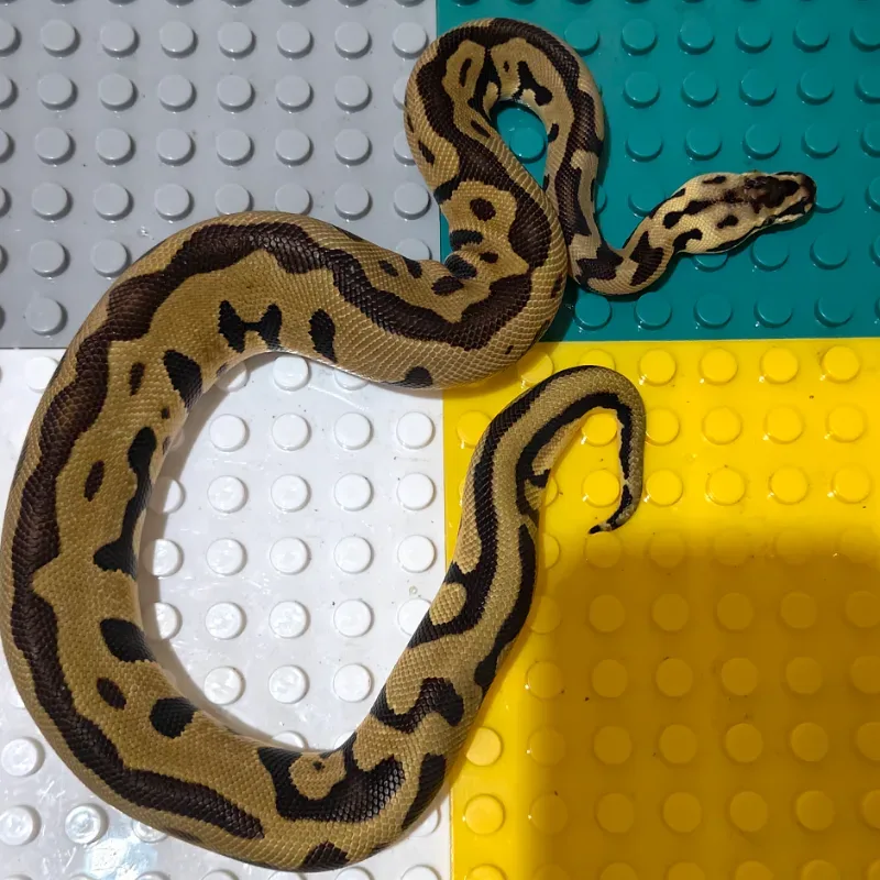 Leopard Enchi Pastel Het Clown