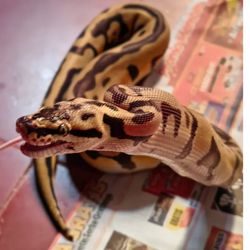 Leopard Enchi Pastel Het Clown