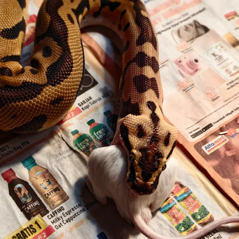 Leopard Enchi Pastel Het Clown