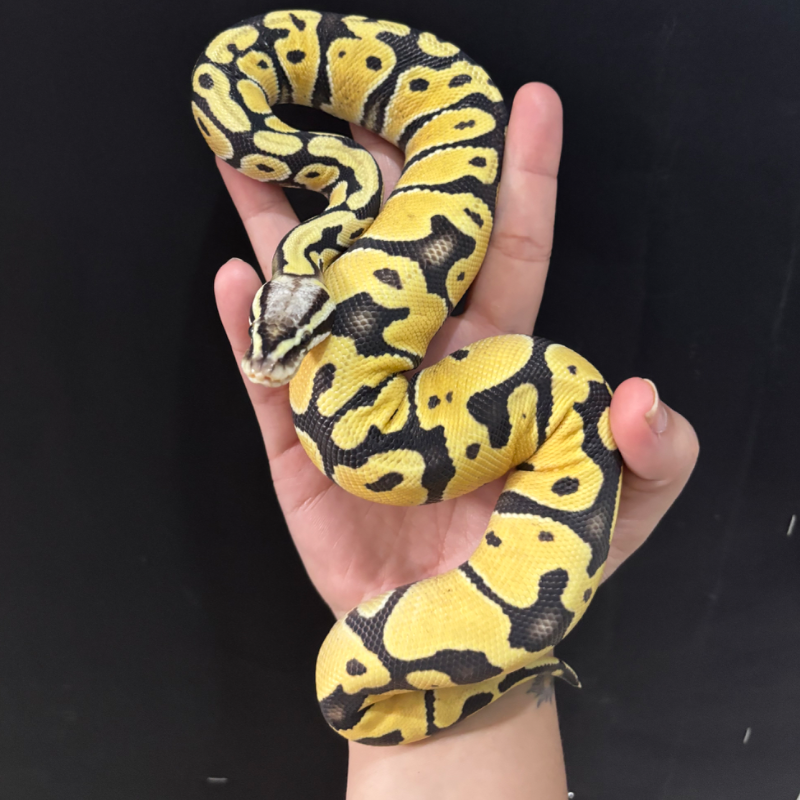 Pastel DG