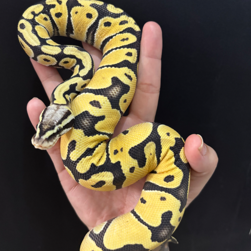 Pastel DG