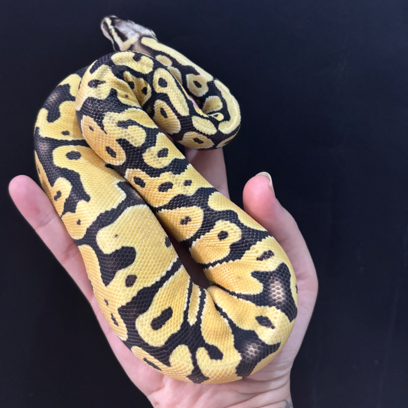 Pastel DG