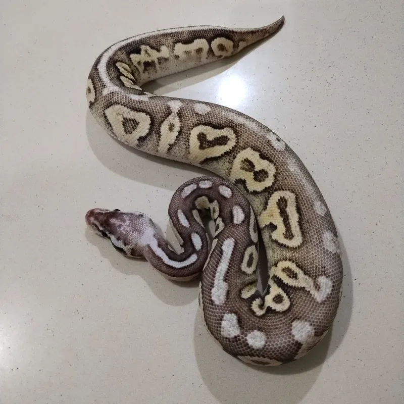 Super Pastel Cinammon Het Clown