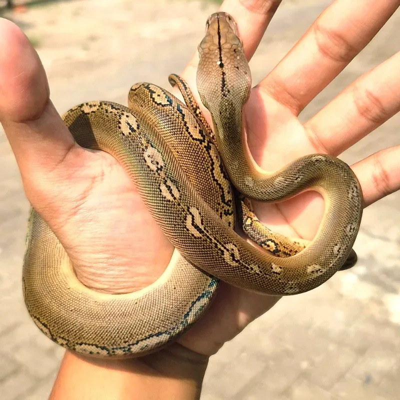 Retic Bacan Motley
