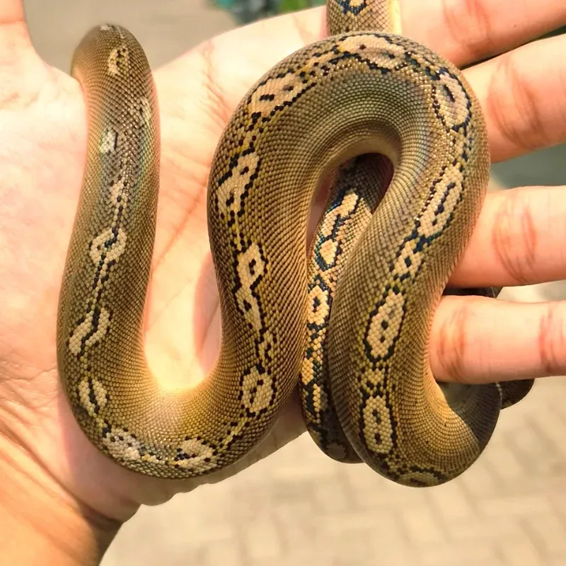 Retic Bacan Motley