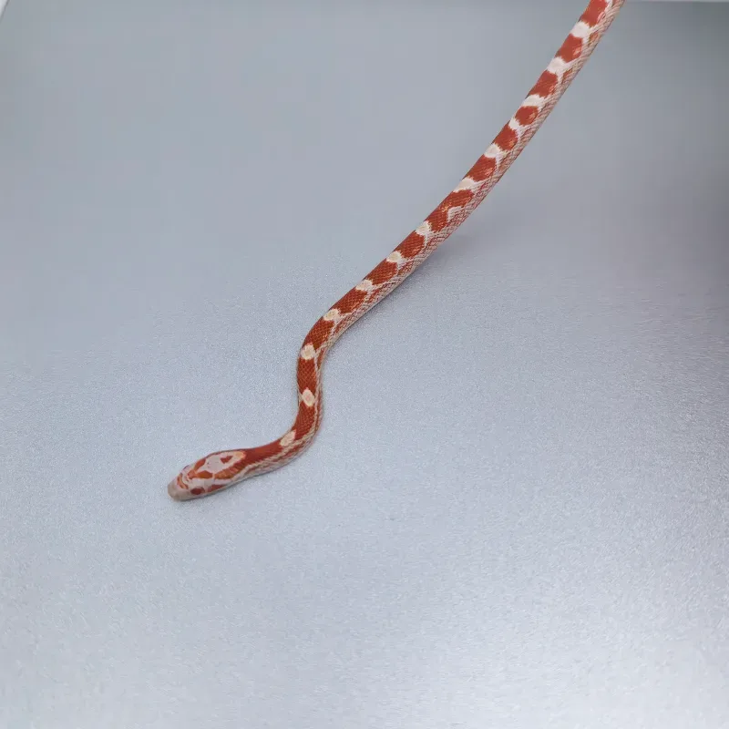 CS Fire Masque