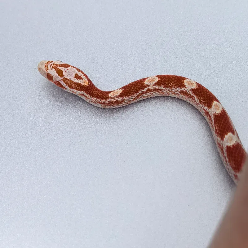 CS Fire Masque 3