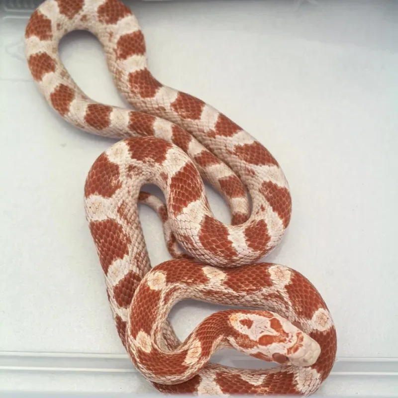 Masque Albino/Amelanistic Diffused