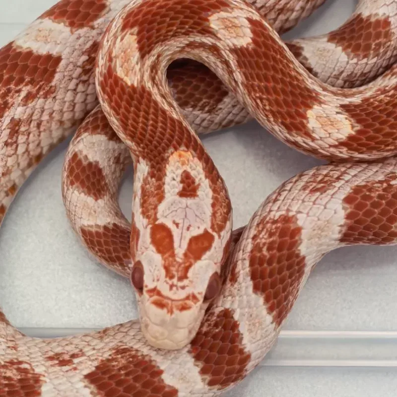 CS Fire Masque