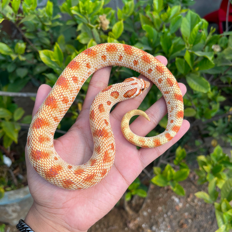 Hognose Toffee Conda Albino (RARE ITEM).