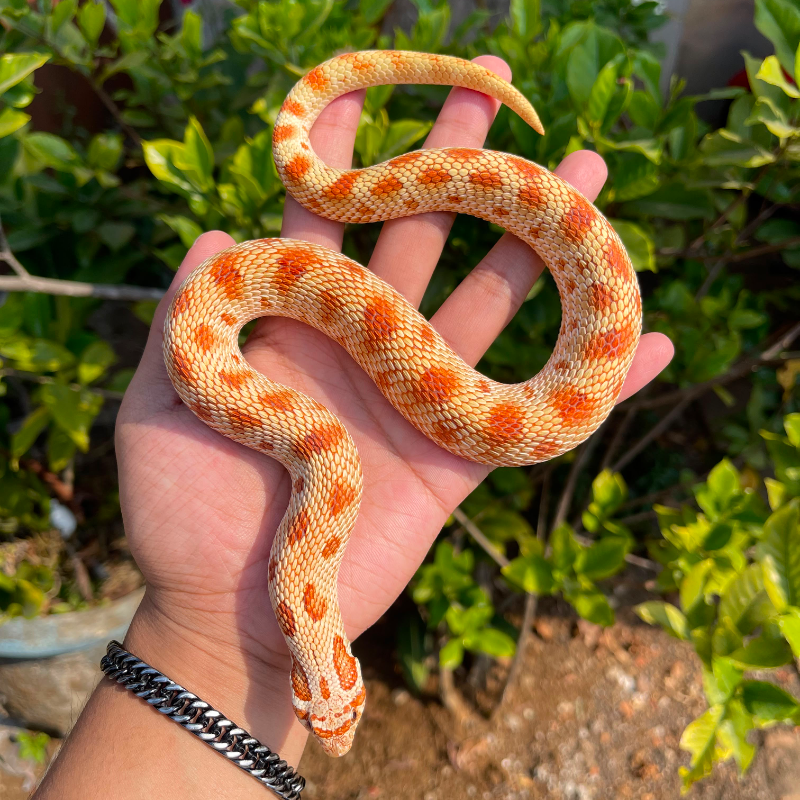 Hognose Toffee Conda Albino (RARE ITEM).