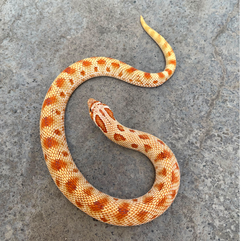 Hognose Toffee Conda Albino (RARE ITEM).