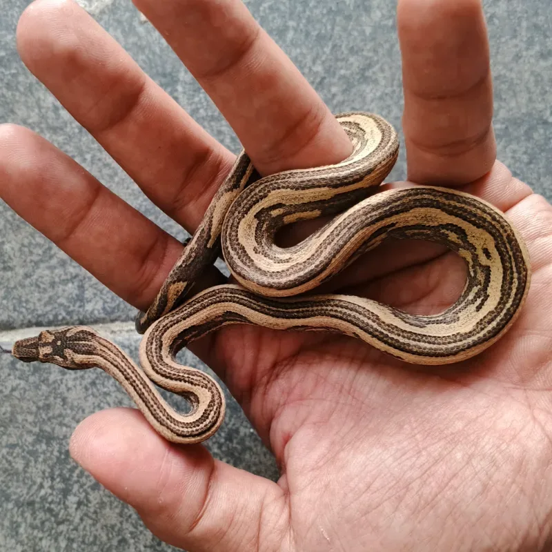 candoia carinata stripe