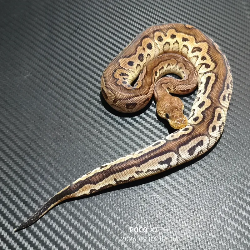Cinnamon redstripe clown het DG