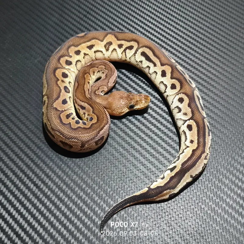 Cinnamon redstripe clown het DG