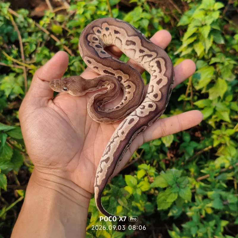 Cinnamon redstripe clown het DG