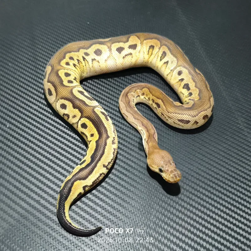Black pastel redstripe clown het DG