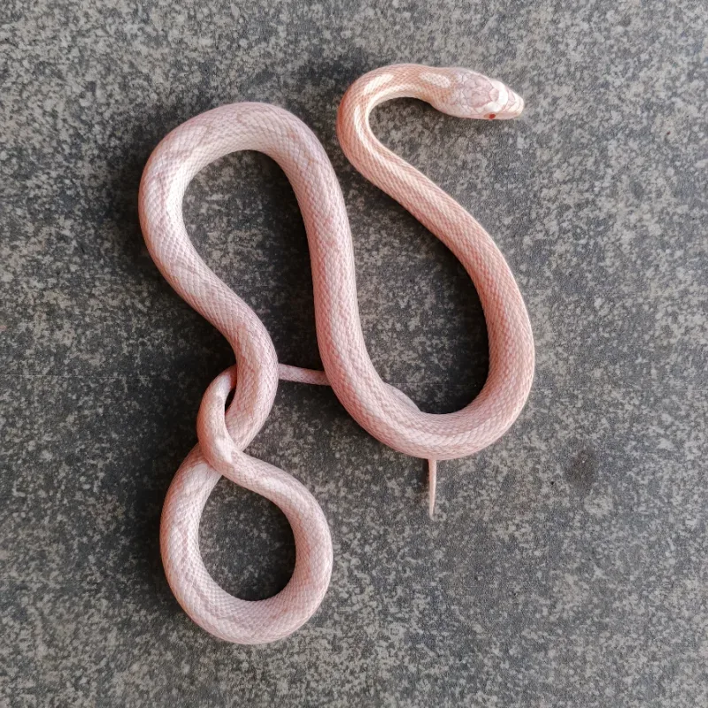snow motley (pinstripe)