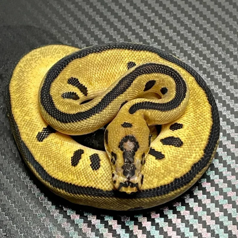 Enchi Batman 🦇