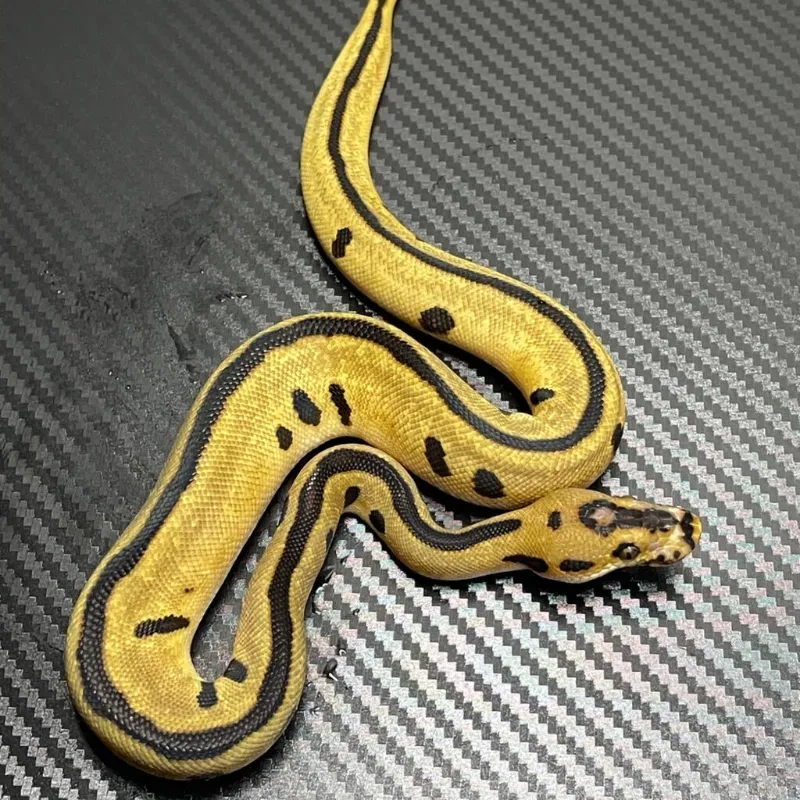 Enchi Batman 🦇