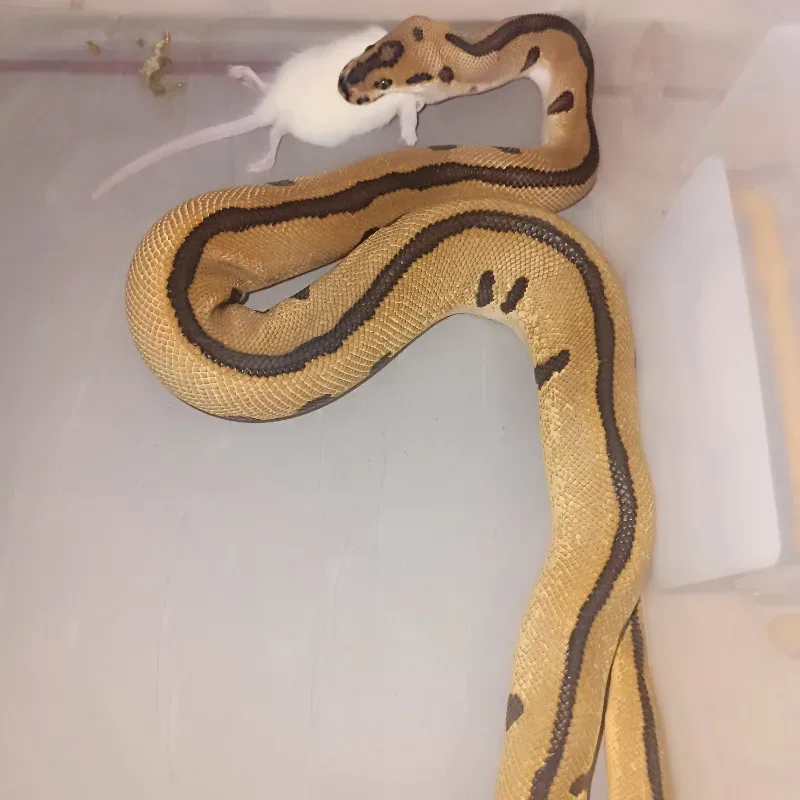 Enchi Batman 🦇