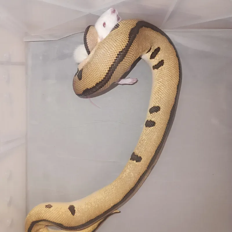 Enchi Batman 🦇