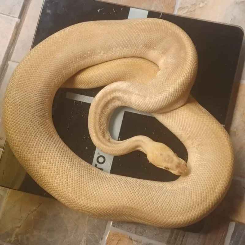 Enchi Pastel Lesser Leopard Pinstripe Clown