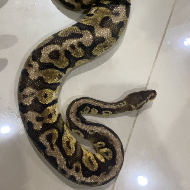 HGW PASTEL