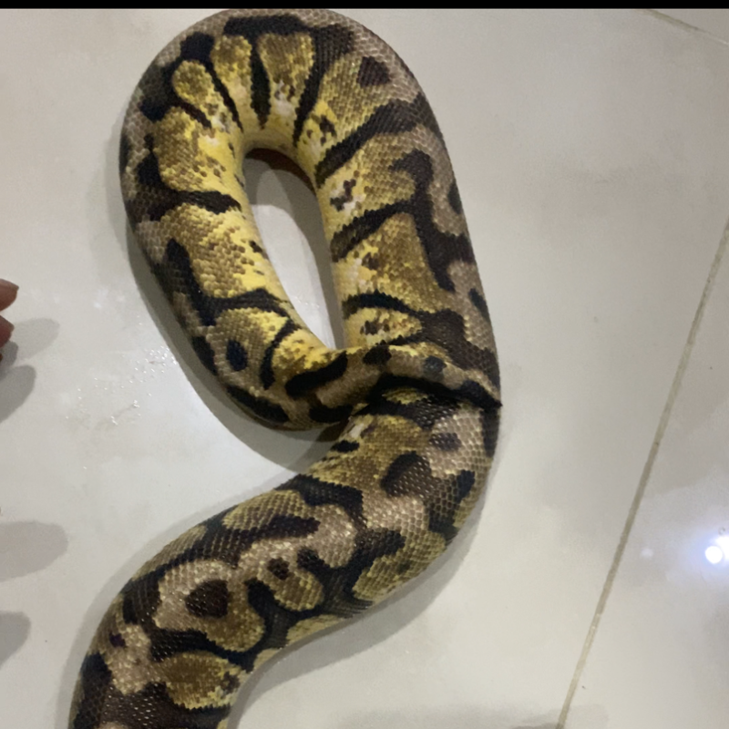 HGW PASTEL