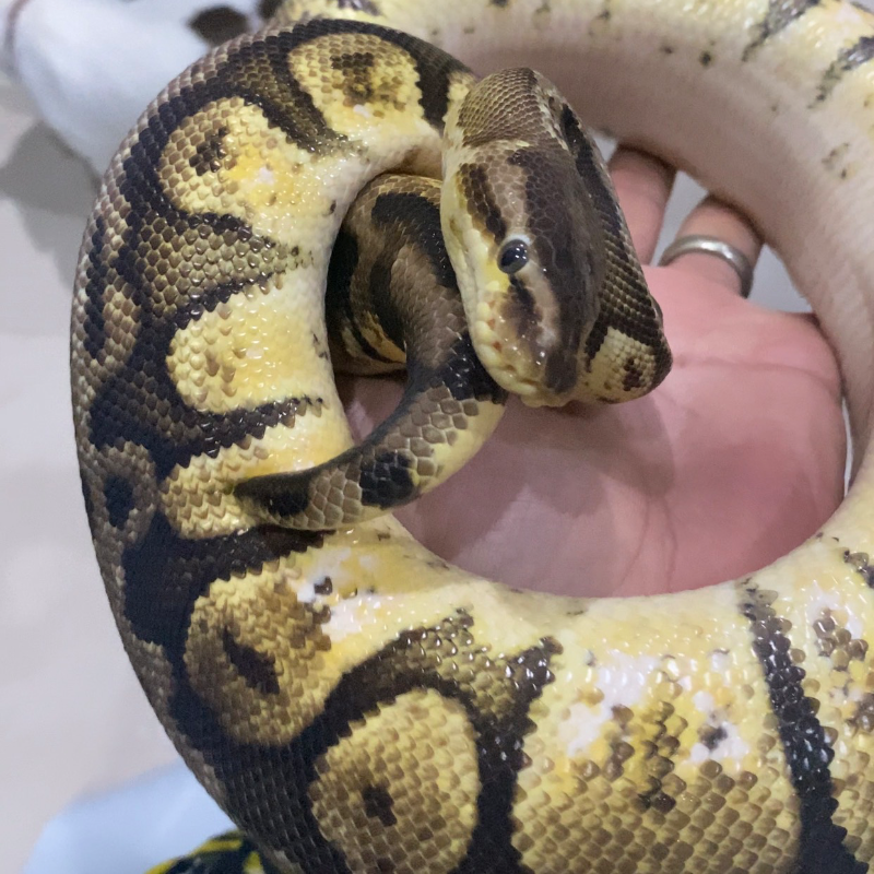 HGW PASTEL