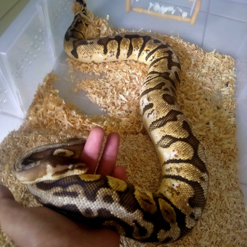 HGW PASTEL